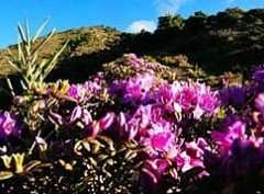 高山杜鵑花季(3月)